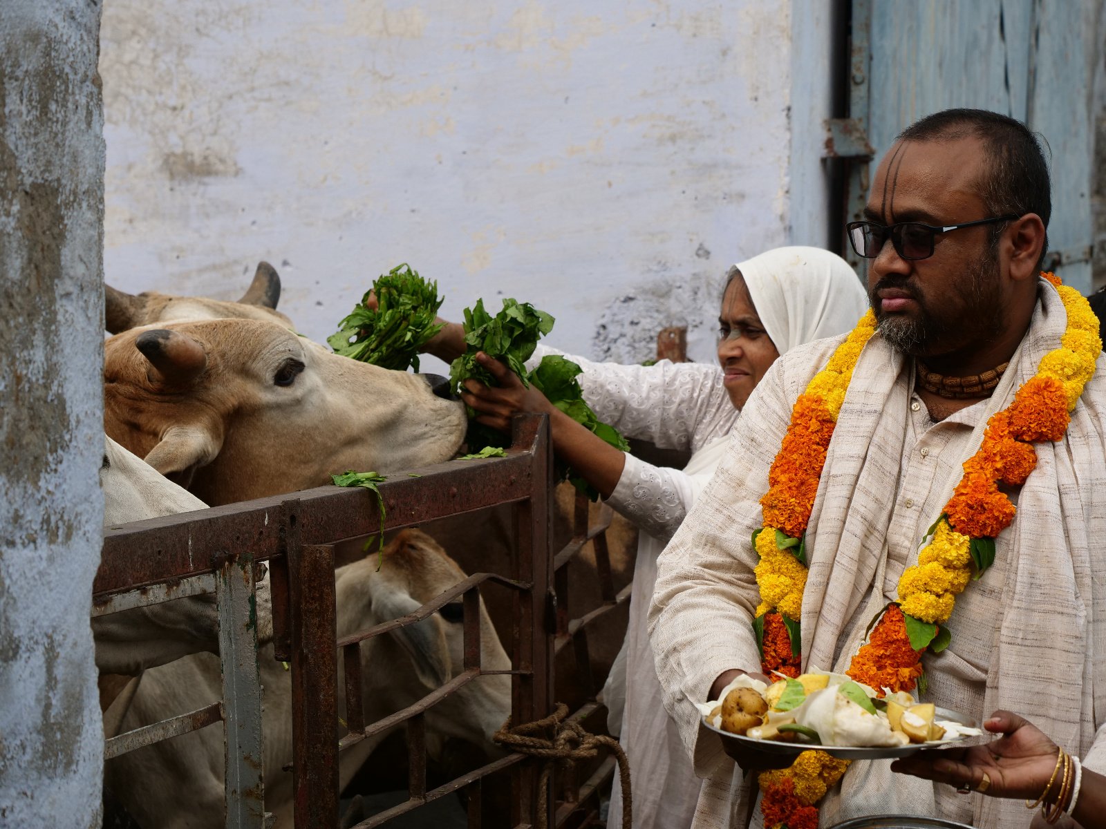  255 Gopashtami Radha kunda Govardhan 19.11.04